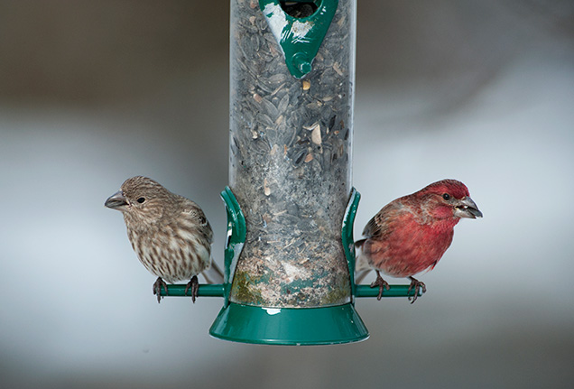 A brown bird and a red bird sitting on a bird feeder.